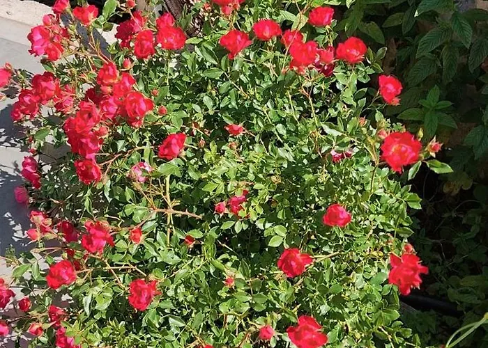 Prázdninový dům House 